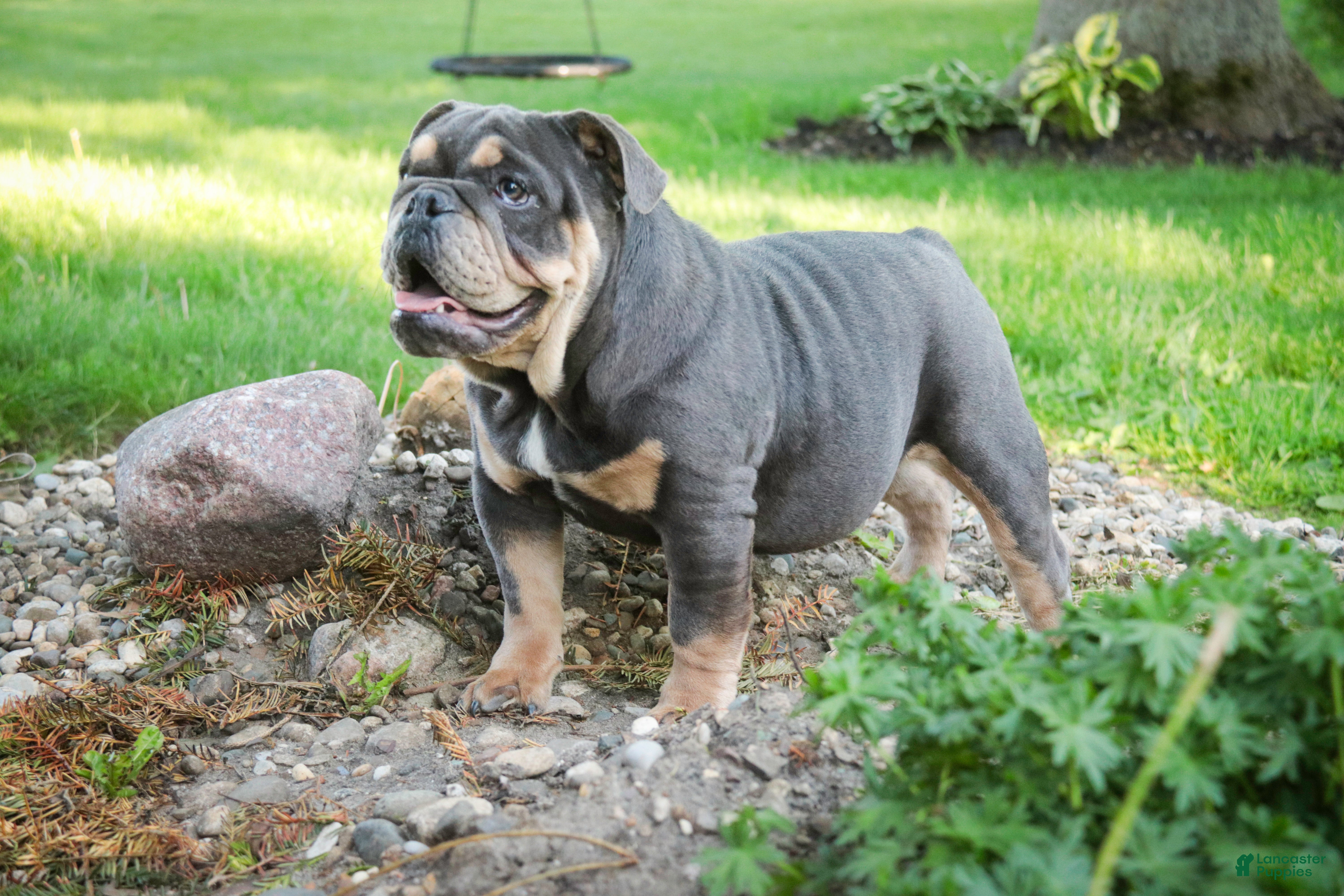 English Bulldog dogs Xena - Ad 1