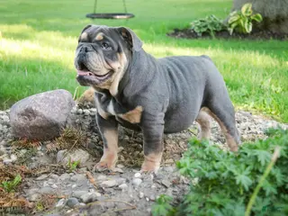 English Bulldog dogs for sale: Xena - Ad 2