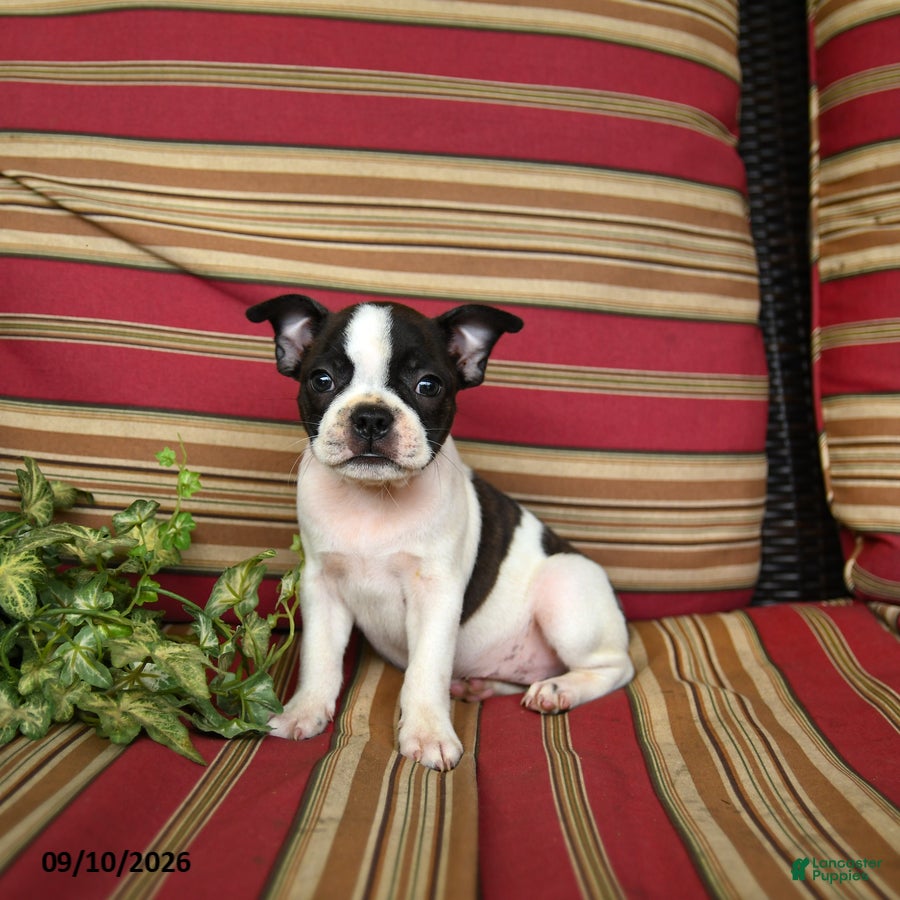 Boston Terrier dogs Naomi - Ad 1