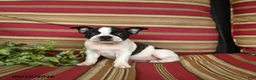 Boston Terrier dogs for sale: Naomi - Ad 1