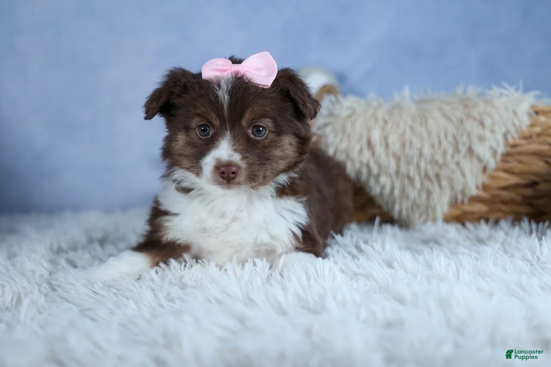 Miniature Australian Shepherd dogs for sale: ELLIE - Ad 1