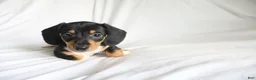 Dachshund dogs for sale: Chipper - Ad 3
