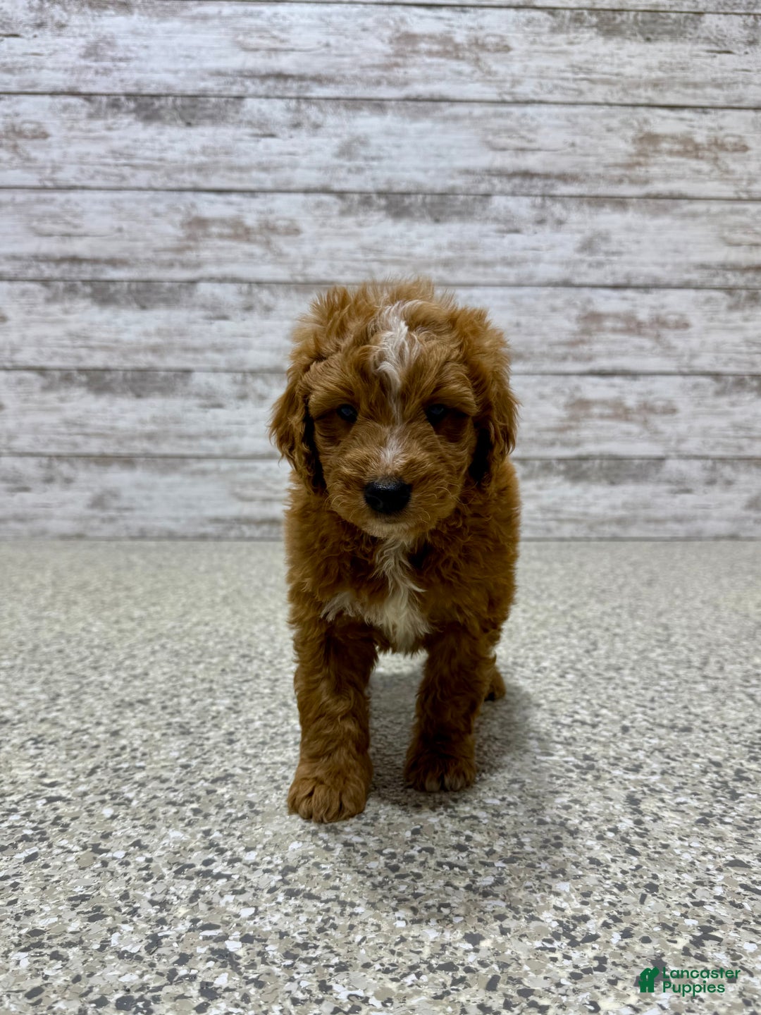 Mini Goldendoodle dogs for sale: Cole - Ad 5