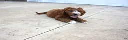 Cavapoo dogs for sale: Poppy - Ad 2