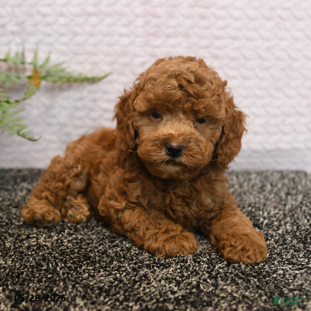 Cockapoo dogs for sale: Reggie - Ad 2
