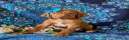 Vizsla dogs for sale: Kami - Ad 2