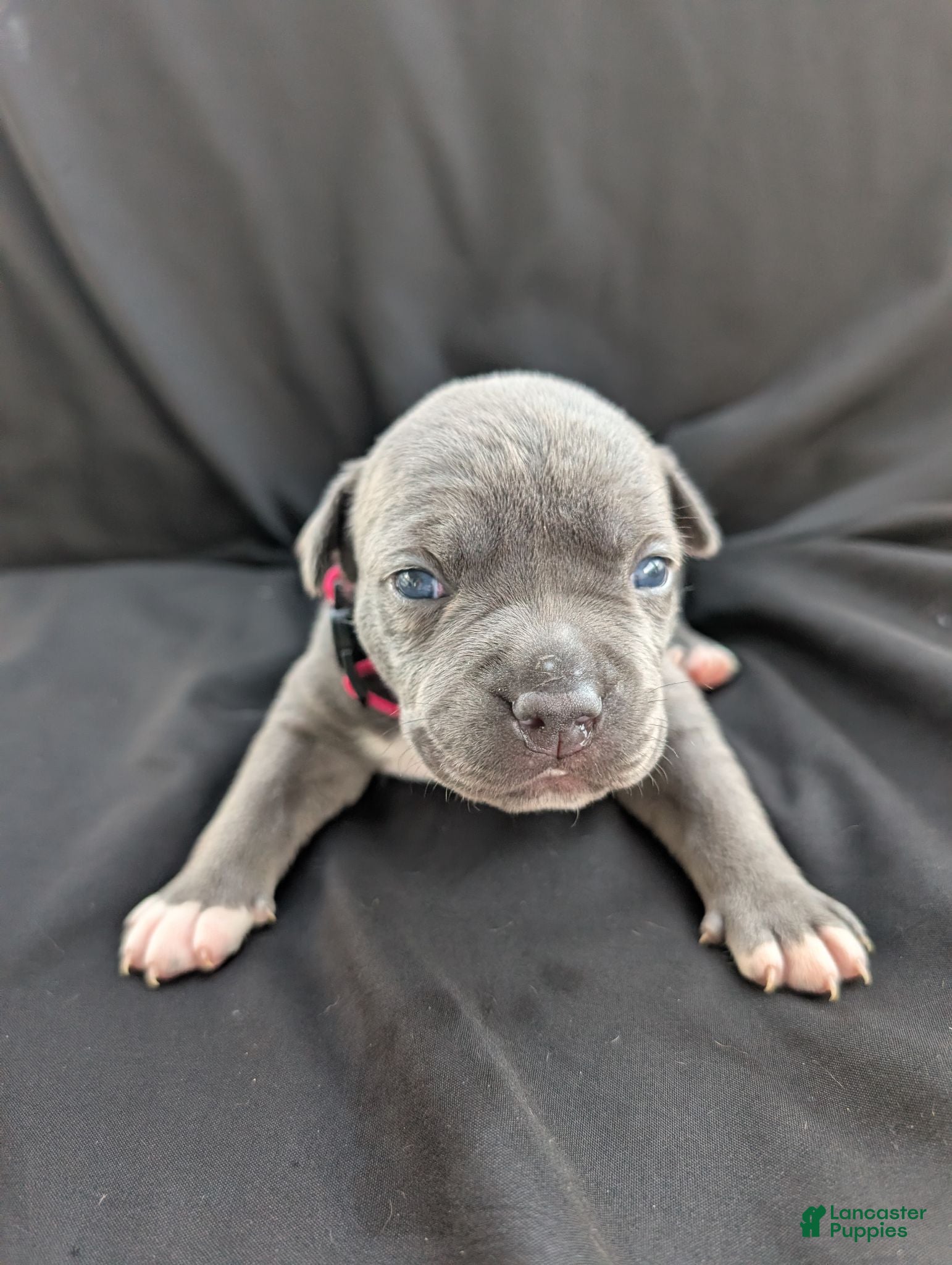 American Bully dogs American Bully 6 - Ad 1