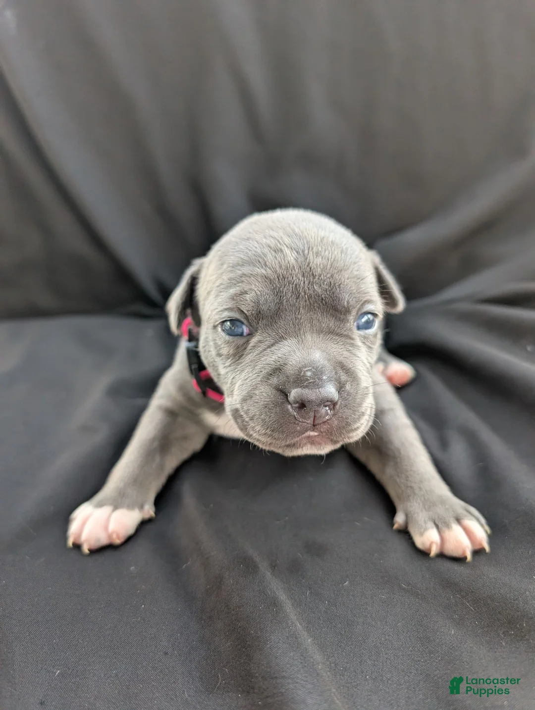 American Bully dogs for sale: American Bully 6 - Ad 1