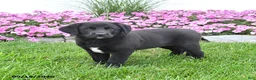 Mixed Breed dogs for sale: Bingo - Ad 2