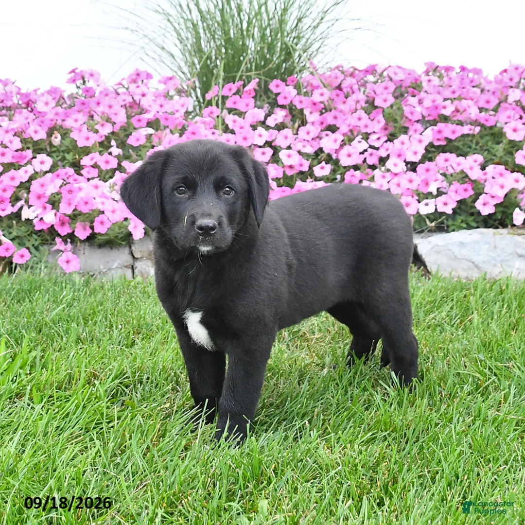 Mixed Breed dogs for sale: Bingo - Ad 2