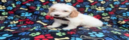 Cockapoo dogs for sale: Larry - Ad 7