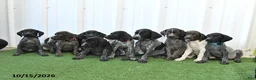 German Shorthaired Pointer dogs for sale: Lightning - Ad 5