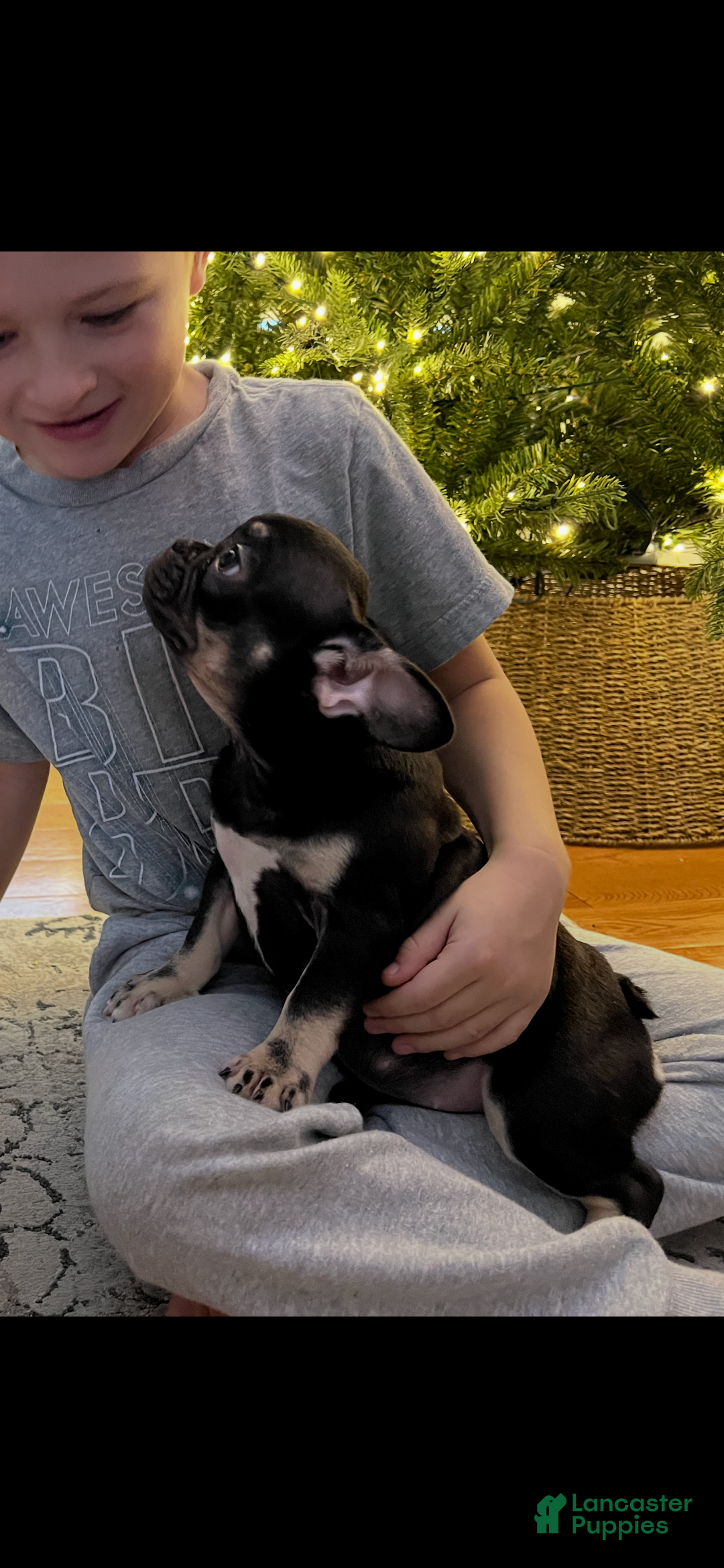 French Bulldog dogs for sale: Penelope  - Ad 5