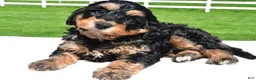 Mixed Breed dogs for sale: River - Ad 7