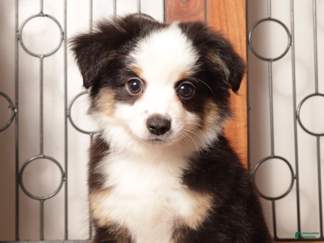 Miniature Australian Shepherd dogs for sale: Blaze  - Ad 2