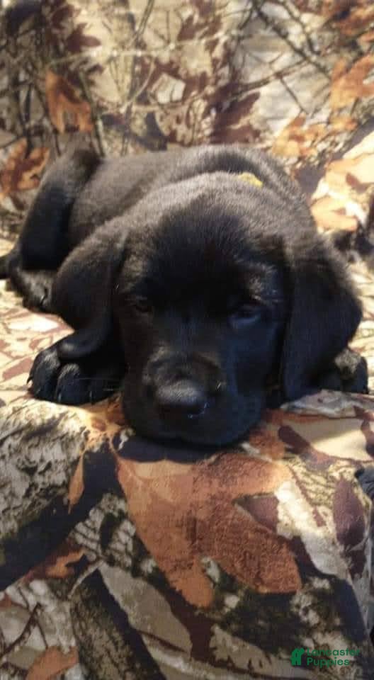 Mixed Breed dogs Mixed Breed 1 - Ad 1