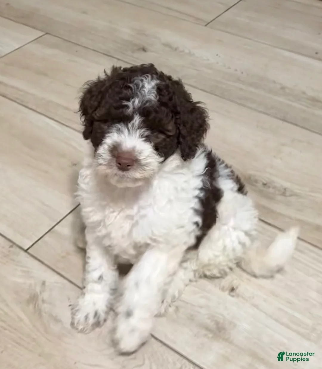 Mini Goldendoodle dogs for sale: Elvis - Ad 1