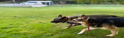 German Shepherd dogs for sale: Bear - Ad 15