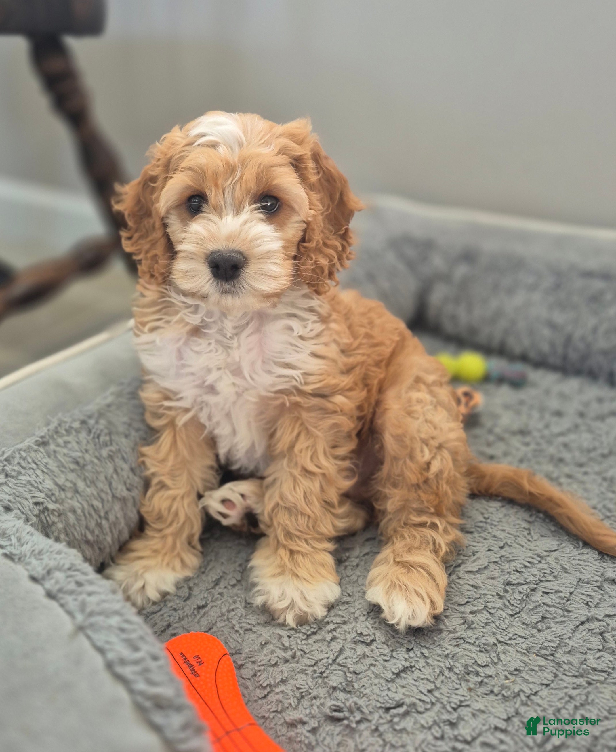 Cockapoo dogs Finley - Ad 2