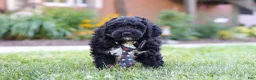 Bernedoodle dogs for sale: Denali - Ad 7
