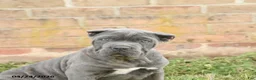 Cane Corso dogs for sale: Coral - Ad 5