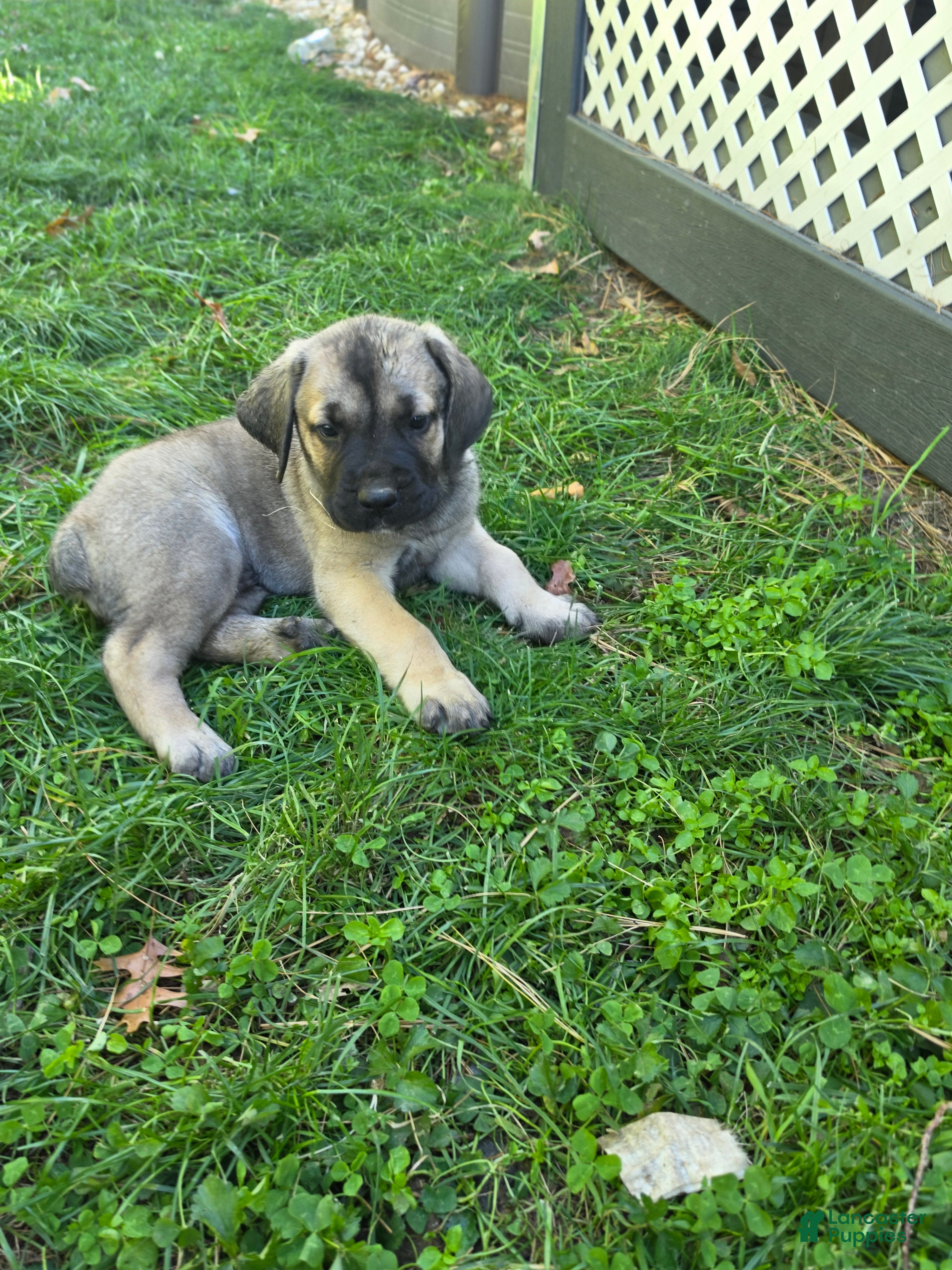 Cane Corso dogs for sale: Winston  - Ad 1