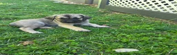 Cane Corso dogs for sale: Winston  - Ad 1
