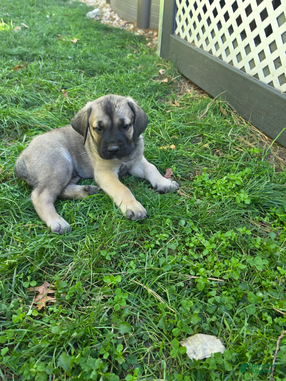 Cane Corso dogs for sale: Winston  - Ad 1