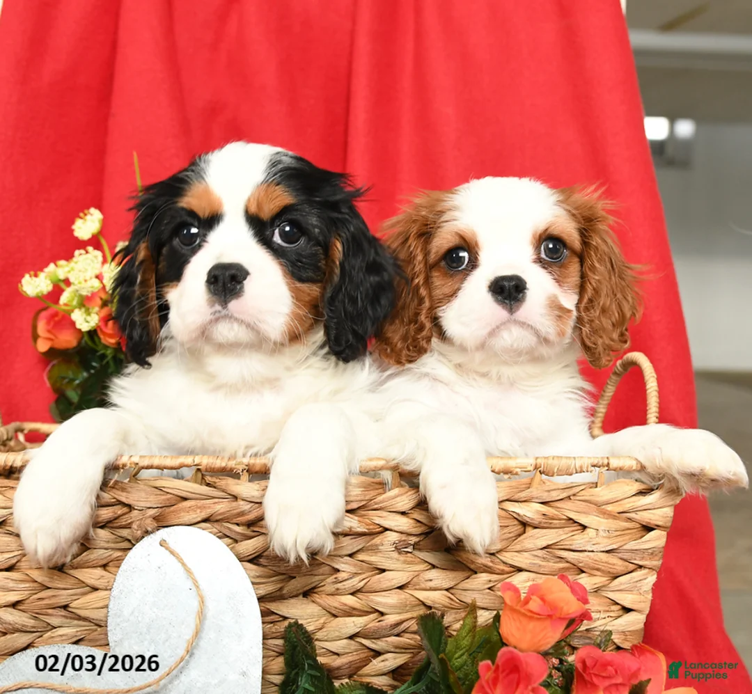 Cavalier King Charles Spaniel dogs for sale: Lady - Ad 5
