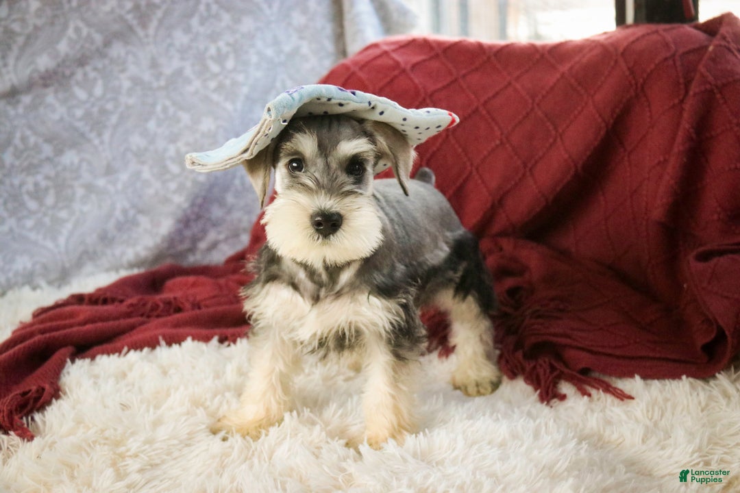 Miniature Schnauzer dogs for sale: Nicholas - Ad 6