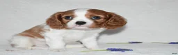 Cavalier King Charles Spaniel dogs for sale: Romeo  - Ad 8