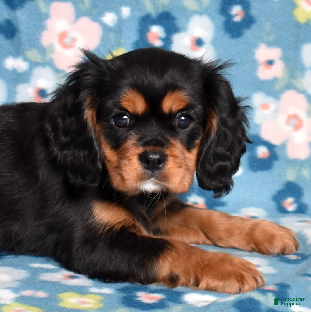Cavalier King Charles Spaniel dogs for sale: Rudy | Genetically Screened  - Ad 5