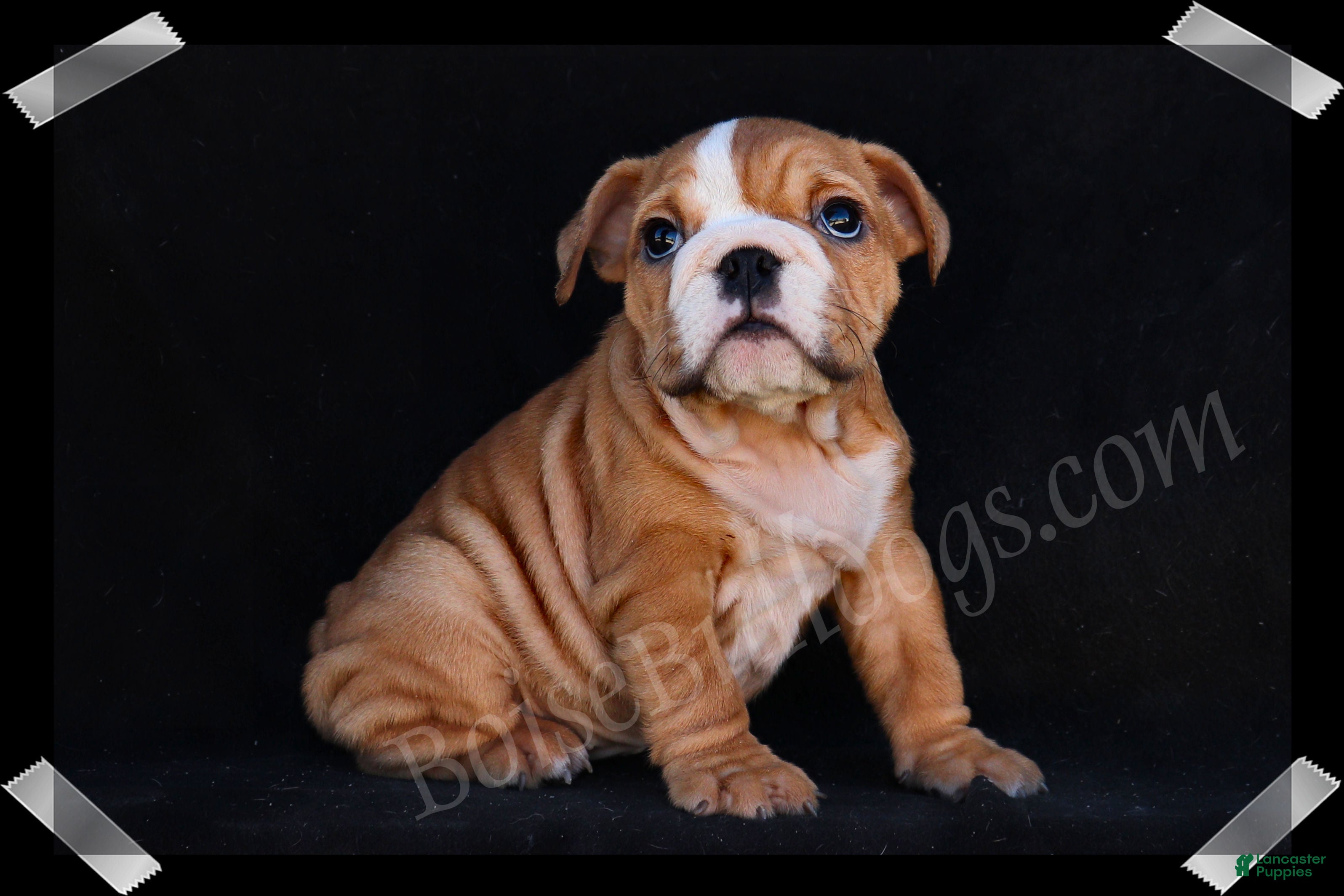 English Bulldog dogs Muffin - Ad 9