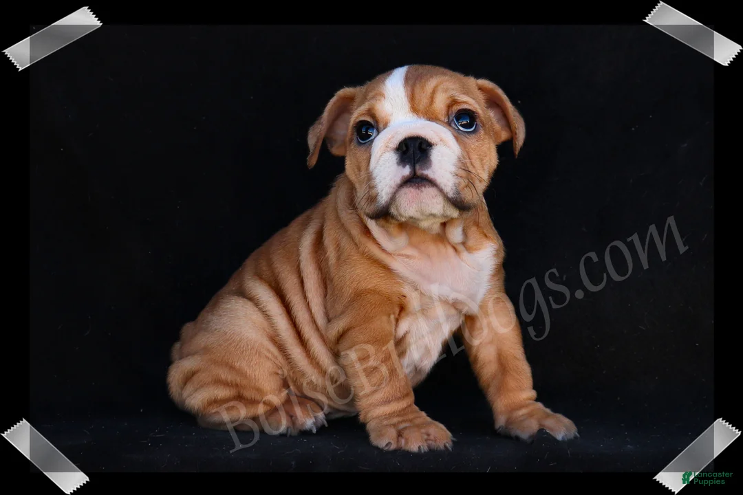 English Bulldog dogs for sale: Muffin - Ad 1