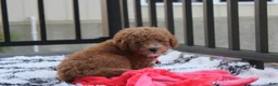 Bichpoo dogs for sale: Kirian  - Ad 12