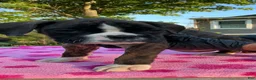 Boxer dogs for sale: Boxer 3 Princess  - Ad 5