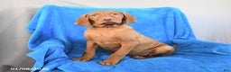 Vizsla dogs for sale: Rusty - Ad 1