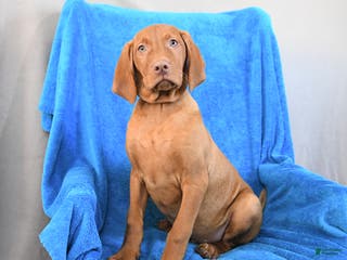 Vizsla dogs Rusty - Ad 3