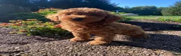 Miniature Poodle dogs for sale: Ruby - Ad 10