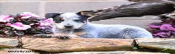 Australian Cattle Dog dogs for sale: Axel - Ad 7