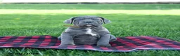 Cane Corso dogs for sale: Ink  - Ad 3