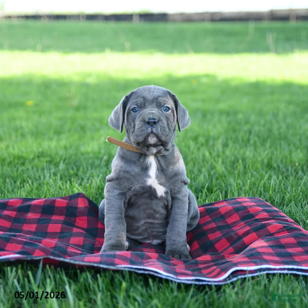 Cane Corso dogs for sale: Ink  - Ad 3