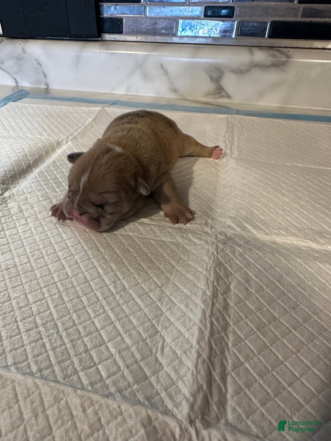 English Bulldog dogs for sale: Blue Fawn Merle Boy  - Ad 15
