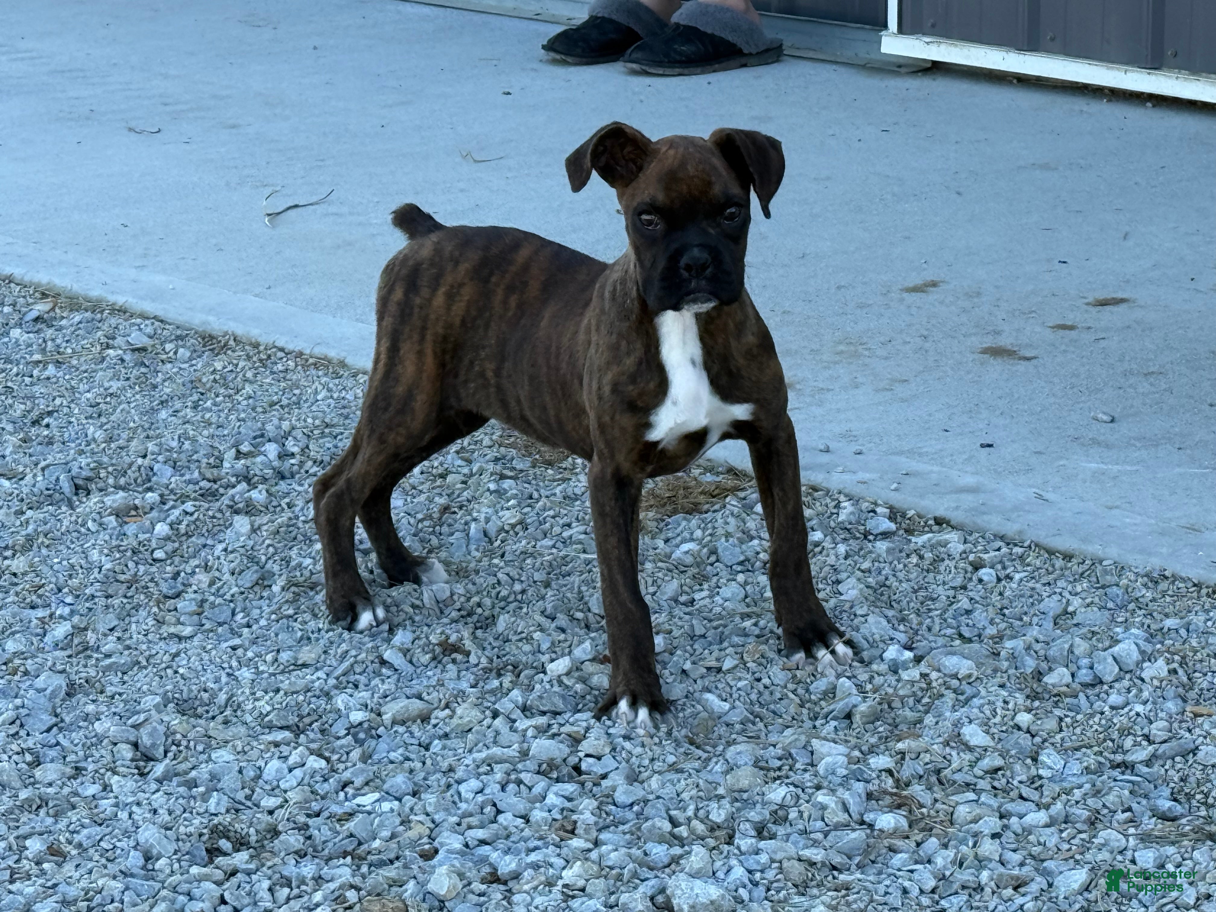 Boxer dogs Mrs clause - Ad 37