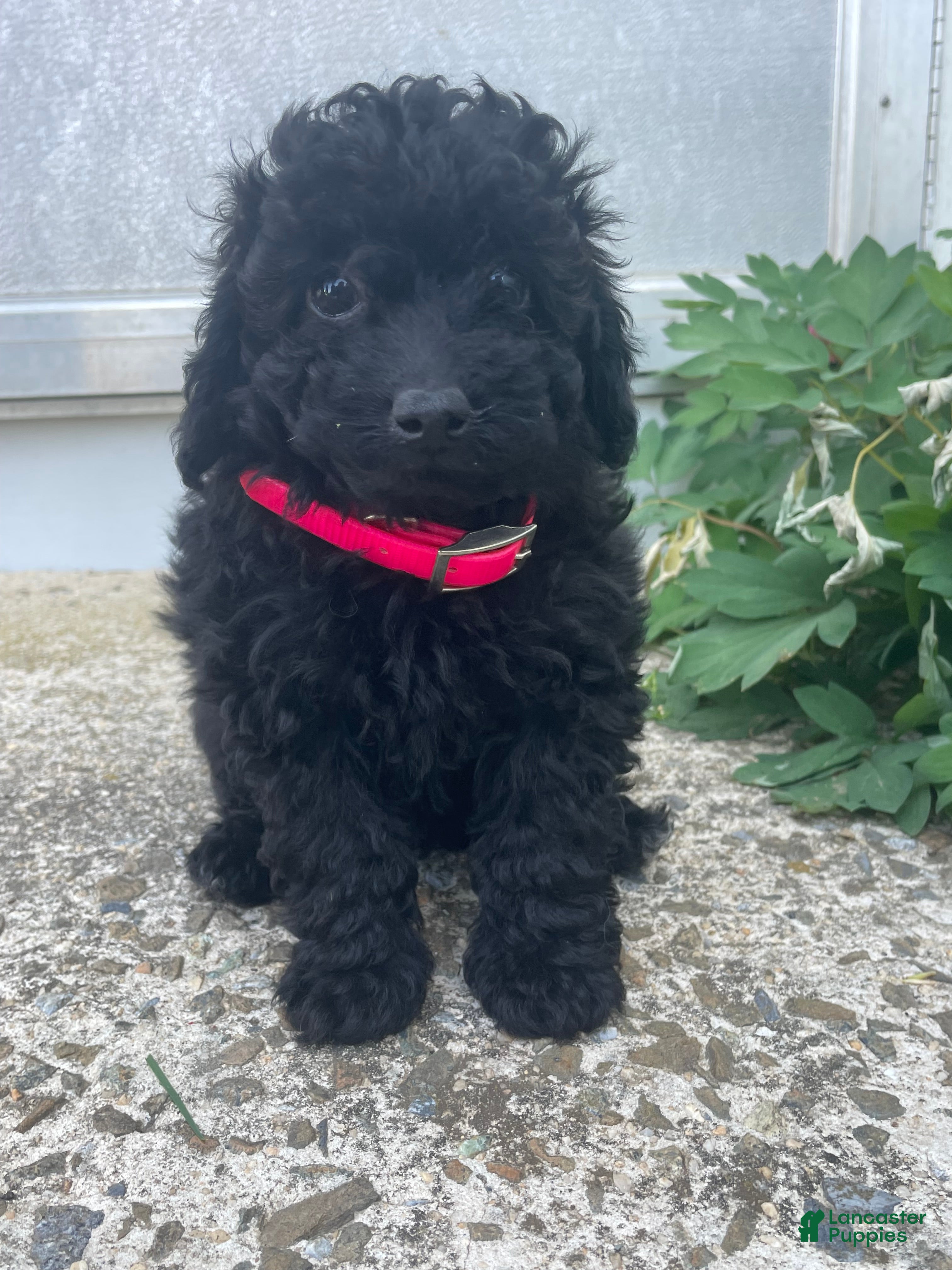Toy Poodle dogs Ebony - Ad 21