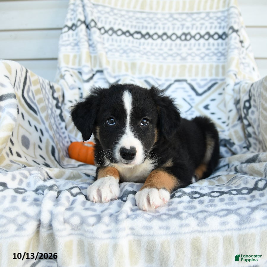 Border Collie dogs for sale: Enzo - Ad 2