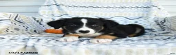 Border Collie dogs for sale: Enzo - Ad 2