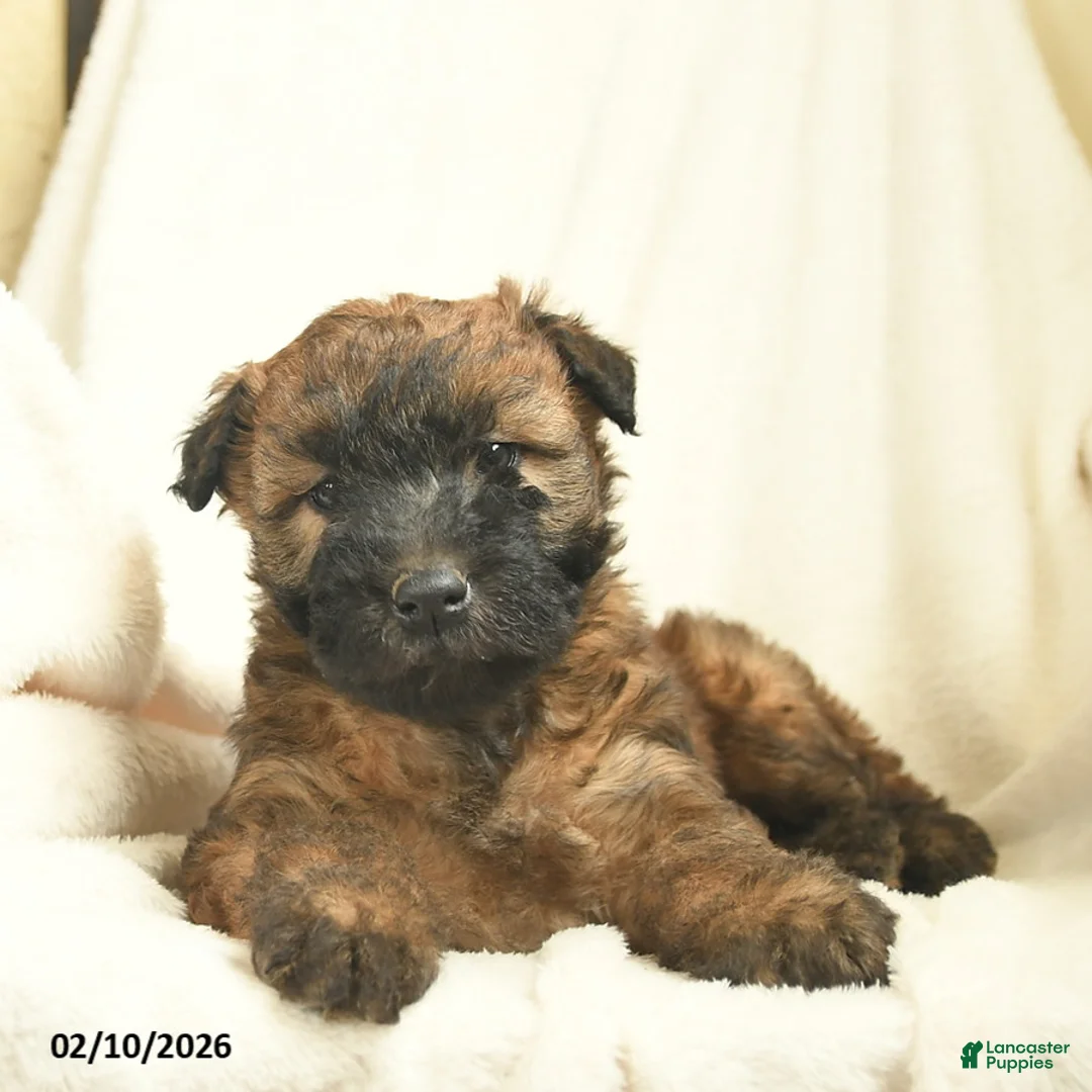 Soft Coated Wheaten Terrier dogs for sale: Tessa  - Ad 3