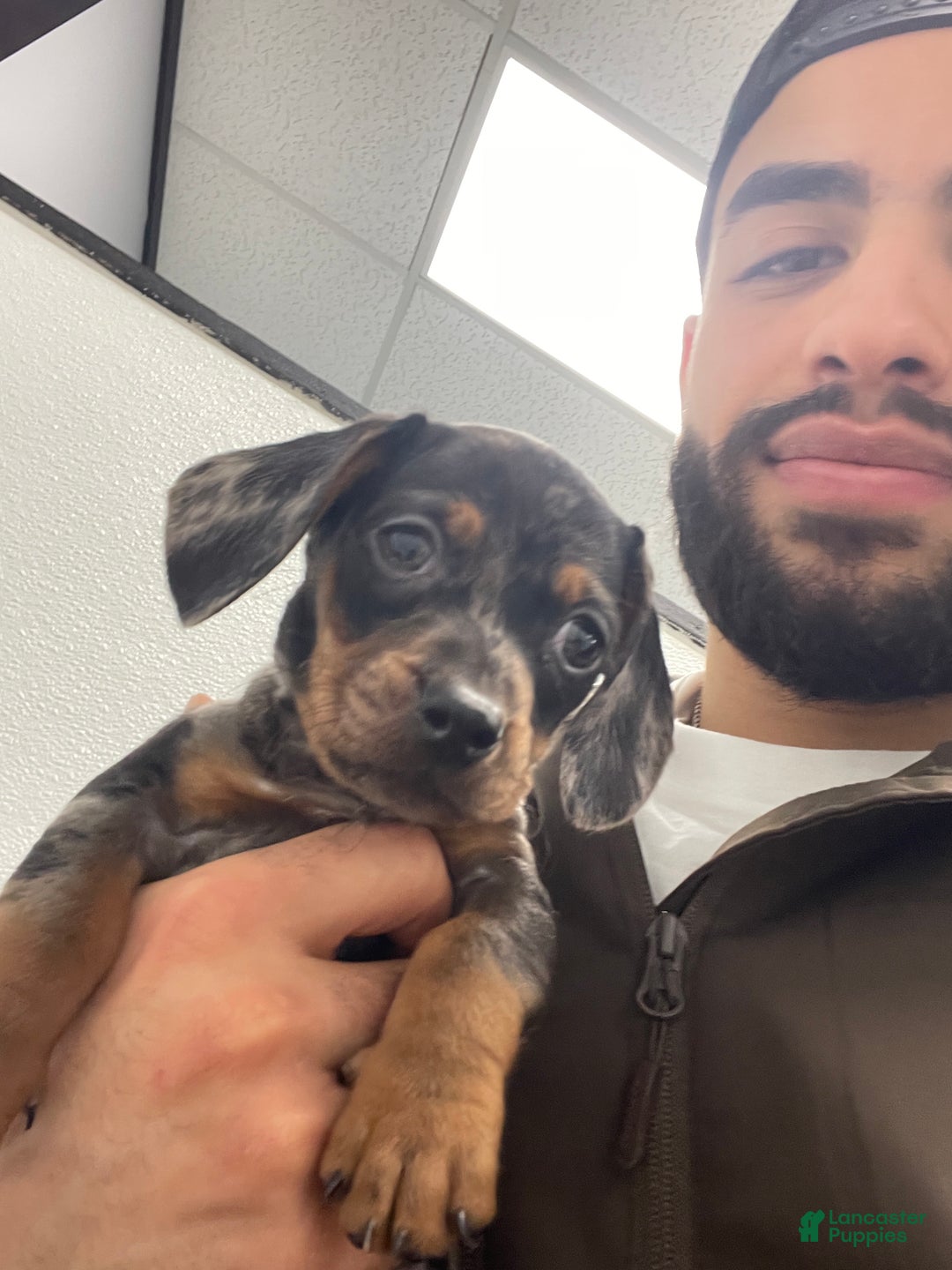 Miniature Dachshund dogs for sale: Miniature Dachshund Puppy 1 - Ad 1