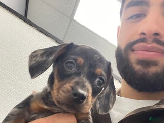 Miniature Dachshund dogs Miniature Dachshund Puppy 1 - Ad 3